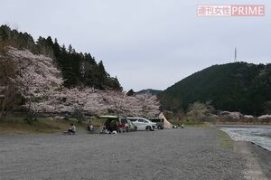 現場となったキャンプ場は天竜川沿いで桜の季節を迎えていた