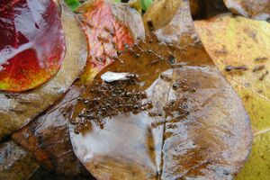 濡れた葉っぱの上にいるヒアリの集団