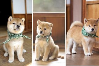 画像 写真 和風総本家 18代目マスコット犬 豆助 は番組初の黒柴 そのかわいさに悶える ニュース概要 週刊女性prime