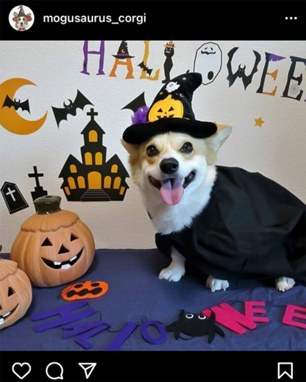 ハロウィンコスプレをするぷち（♂）