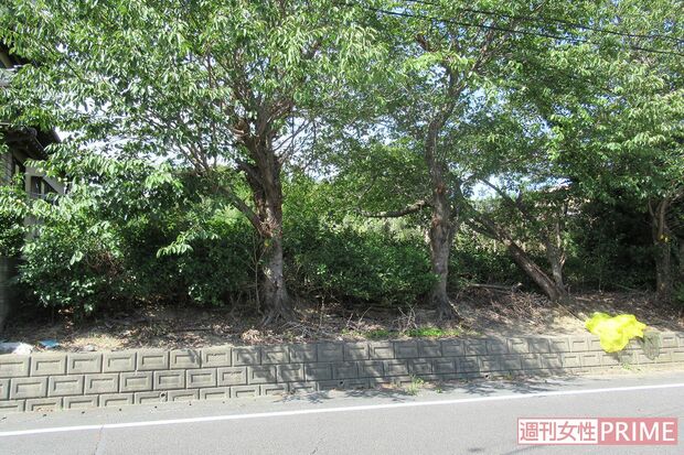 死体遺棄現場の茶畑は草木で鬱蒼としている