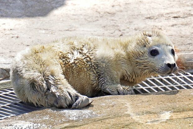 ゴマフアザラシの赤ちゃん　写真提供／マリンワールド海の中道