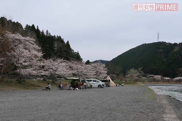 現場となったキャンプ場は天竜川沿いで桜の季節を迎えていた