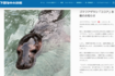 1月3日に下田水中水族館のHPにて「ココア」の死亡が報告された