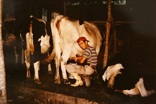 29歳で持った田老町の牧場にて。住宅兼牛舎は、山から切り出した木材と、拾ってきたトタン板で作った
