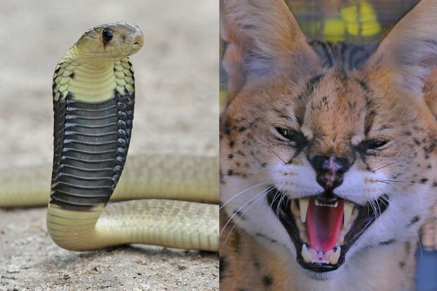 左からコブラ、サーバルキャット。現在は個人が新規で飼えないが法改正前から飼育していることもあるので要注意!