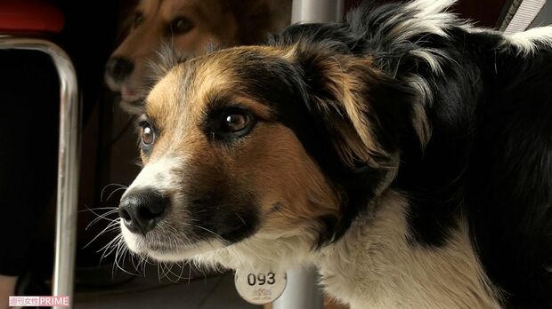 山田あかね監督が製作した『犬と戦争　ウクライナで私が見たこと』　(C)『犬と戦争』製作委員会