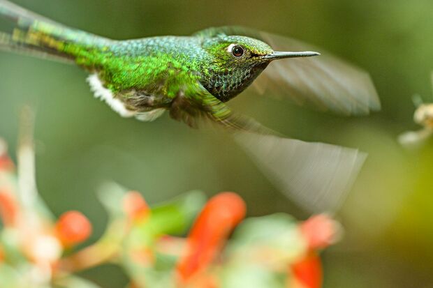 ラケットハチドリ◆エネルギー消費量が半端なく、常にと言っていいほど花の蜜を吸っていないといけない。ライバルはミツバチだが、雨が味方に……？