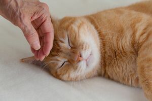 ※写真はイメージ