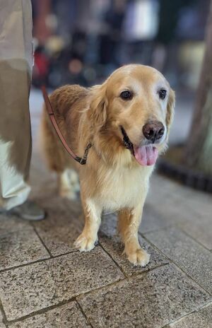 保護犬だったサヴィくん。正確な年齢は不明だが、およそ11歳とのこと