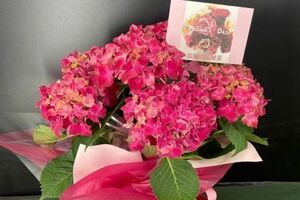 母の日には。色鮮やかな紫陽花の花を贈りました！（撮影／加藤綾菜）