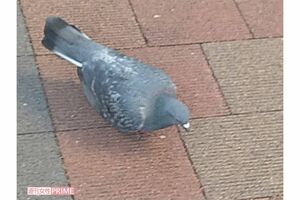 タクシーにひき殺された狩猟鳥獣以外の鳥獣・カワラバト