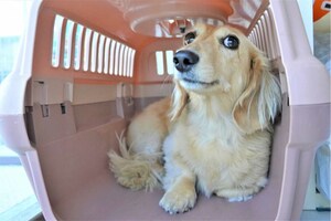 ペット同伴で搭乗できても、緊急時には連れ出せないのが現状(写真はイメージ)