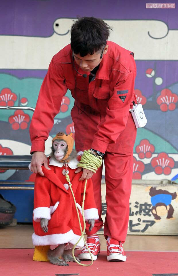 園内には二ホンザルもたくさん。「お猿のショー」では器用に見事なジャンプ芸を披露してくれる　撮影／渡邉智裕