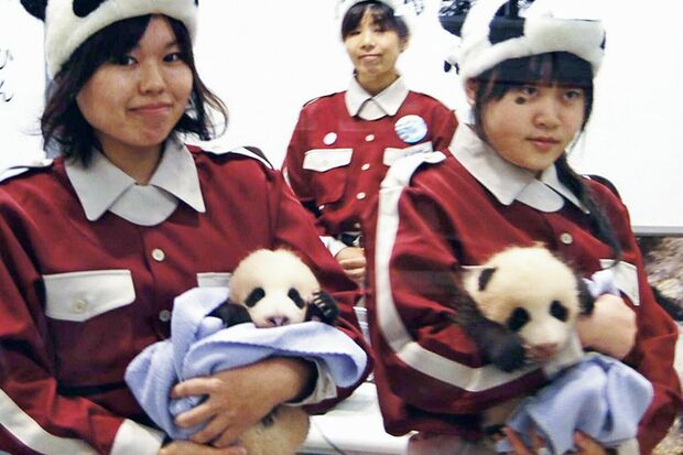 梅浜♀（右）＆永浜♂　写真／共同通信社