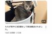夜中に5回嘔吐して救急搬送された「もちまる」(YouTubeチャンネル『もちまる日記』より)