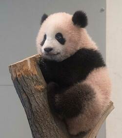 一般公開直後のシャンシャン。木登りしたりと活発な性格のよう　写真提供／毎日パンダ