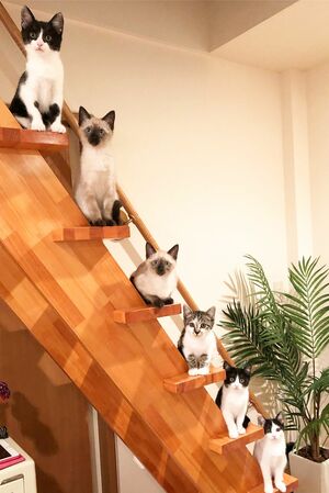 奇跡の1枚！　みんな一斉にこっちを見て……いったい、何事（笑）(c)MaiYamamoto(c)ねこ休み展 冬 2019　(c)ねこ休み展 冬 2019