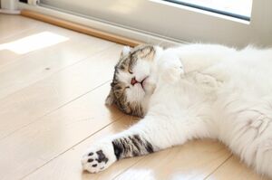 おなかがモフモフの“どんぐり”。今回おっぴろげショットを初展示　(c)jun.k　(c)ねこ休み展 冬 2017