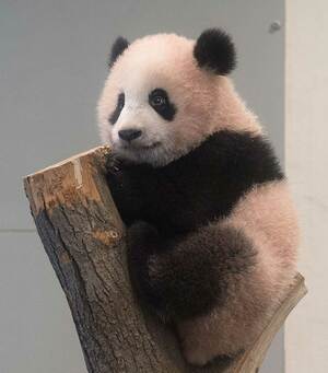 一般公開直後のシャンシャン。木登りしたりと活発な性格のよう　写真提供／毎日パンダ