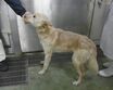 ［犬・猫］約3万7000頭が飼い主からの持ち込みで殺処分に