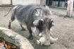 旭川市旭山動物園