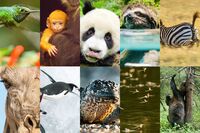 驚きの連発! パンダ、キリン、ペンギン…動物たちの知られざる意外なトリビア10選