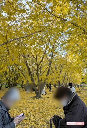 静岡県菊川市にある『平尾イチョウ並木』 写真/編集部