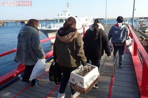 一斉TNRで捕獲漏れの猫を、いったん島から連れ出し不妊手術し、また島に戻す