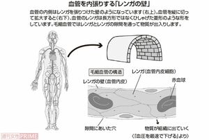 血管を内張りする「レンガの壁」