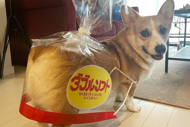 食パン仮装でネット民を悩殺したうーろん（♂）