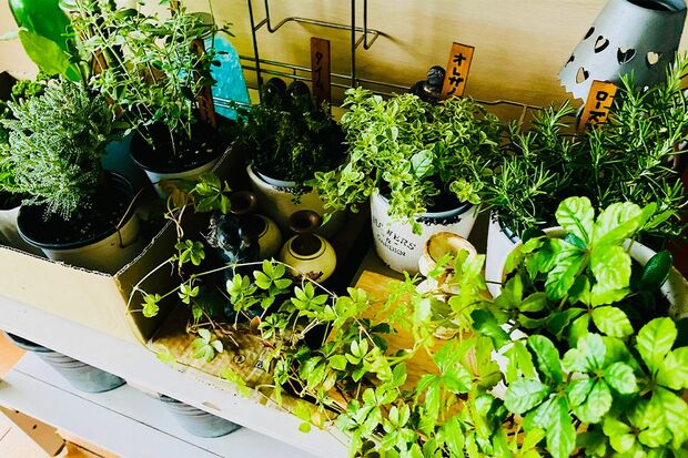 DIYも取り入れつつ楽しむガーデニング。心癒される植物を少しずつ増やしていきます