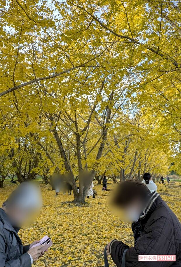 静岡県菊川市にある『平尾イチョウ並木』　写真／編集部