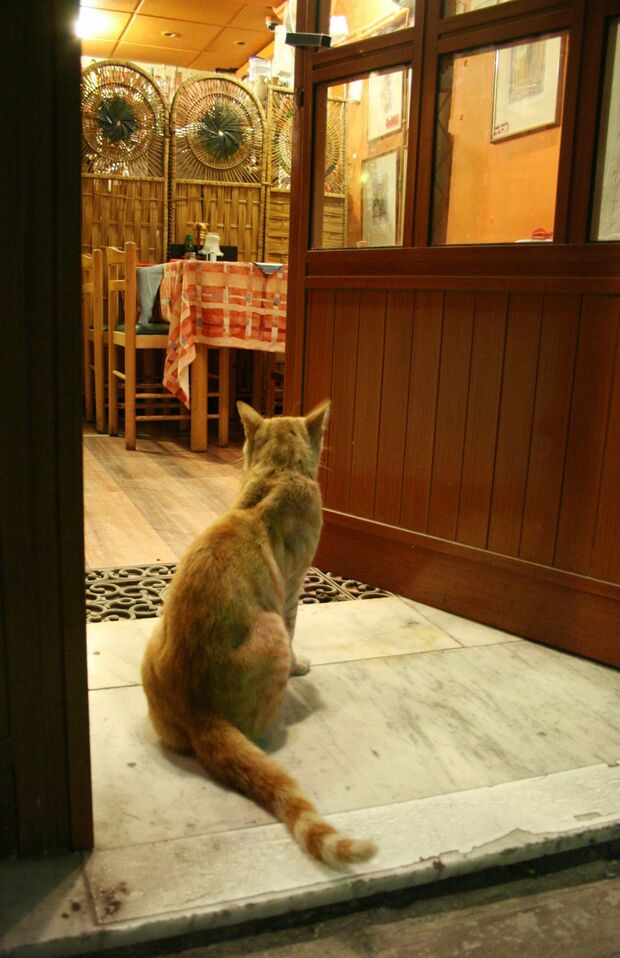 ヴァレッタのレストランの入り口に座り込んでいた茶トラ猫　写真／白石あづさ