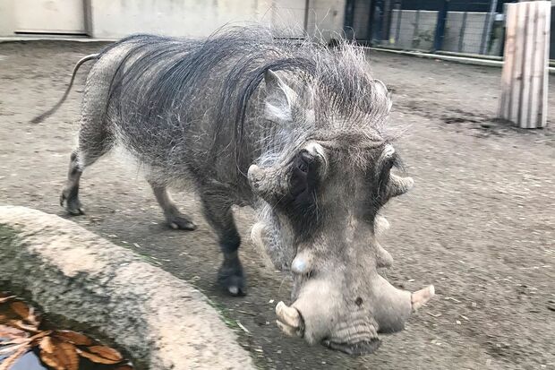 旭川市旭山動物園