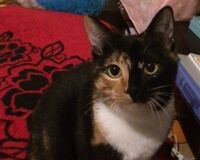 猫シェルターに足を運んだ夫婦「何かの役に立てたら」