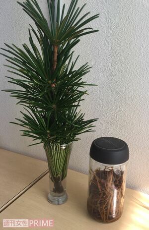 コウヤマキは、仏花として使われる。葉を細かく刻んだものにホワイトリカーを入れてエキスを抽出