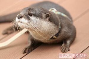 やまと　撮影／吉岡竜紀