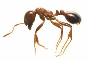 見た目は赤い小さなアリで専門家でも一目で見分けるのは難しい（環境省提供）