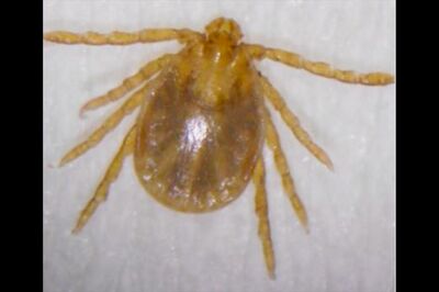 国内にいる主なマダニであるフタトゲチマダニ