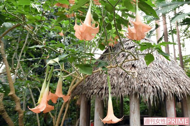 夜に芳香を放つ「ブルグマンシア・ウェルシコロル」　撮影／渡邉智裕