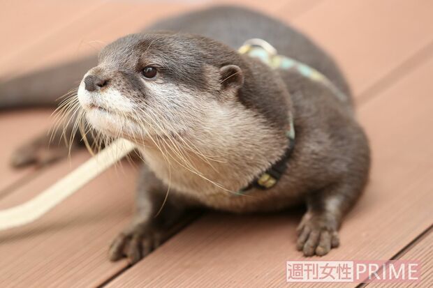 やまと　撮影／吉岡竜紀