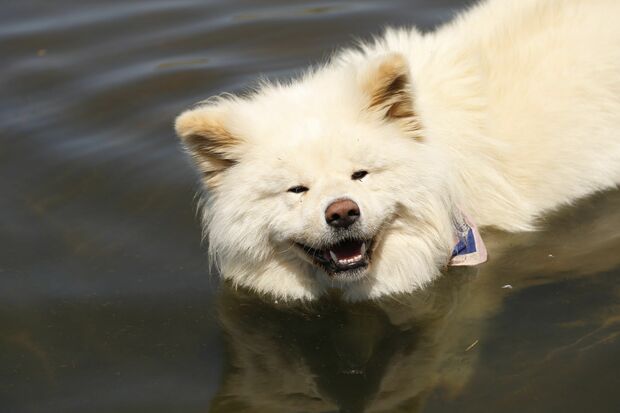 散歩の途中、犬小屋の裏手にある海で海水浴。気持ちよさそう!　撮影／竹内摩耶