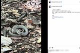 木村拓哉と工藤静香が同じタイミングで投稿した「ヘビの赤ちゃん」（木村のインスタグラムより）
