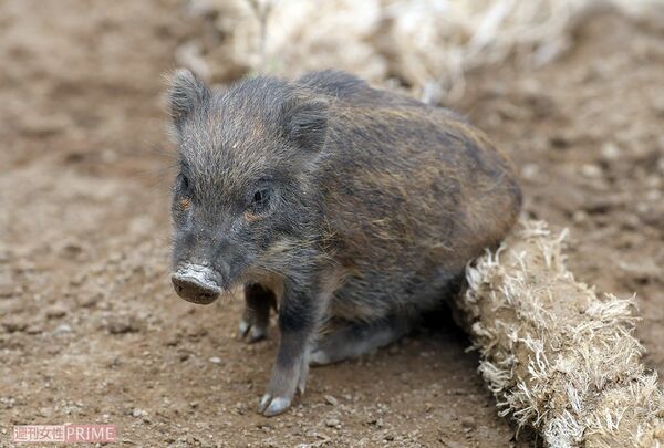 生後間もない赤ちゃん“うり坊”は超ミニサイズ。4か月を過ぎると瓜に似た、特徴的なシマ模様が消える 撮影/渡邉智裕