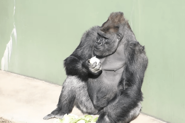 シャバー二を父に持つ東山動物園のキヨマサ（公式YouTubeより）