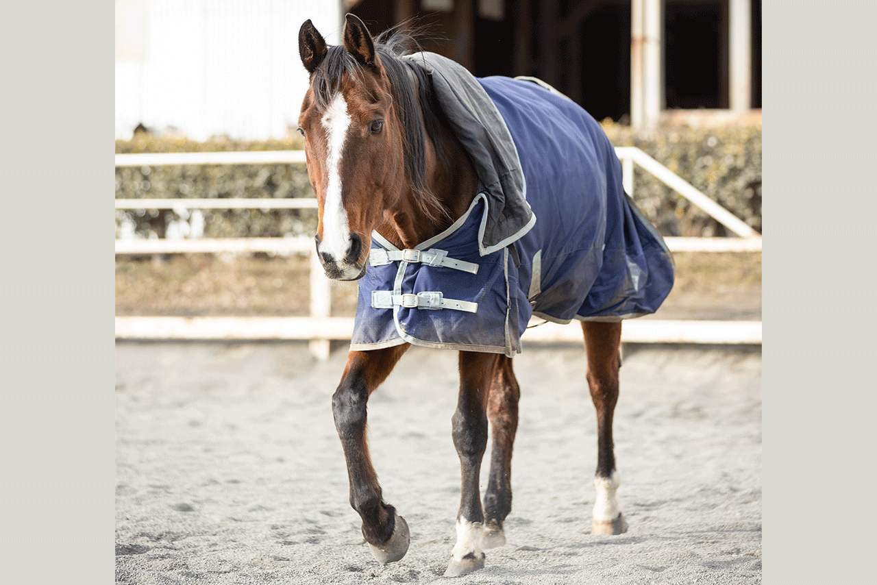  大河ドラマで菅田将暉に小栗旬、岡田准一も乗った名役馬・バンカーが永眠、“最後の取材”で見せた素顔と「爆発も槍も怖がらない」優秀馬の演技力（2 Motiv 