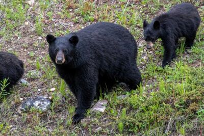 《クマ騒動は収束?》年明けに出没が激減も、専門家が警告「今年は西日本が多くなる」春以降に再接近か