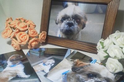 訃報を投稿することで、ペットロスの悲しみを克服する人もいるが……※写真はイメージです