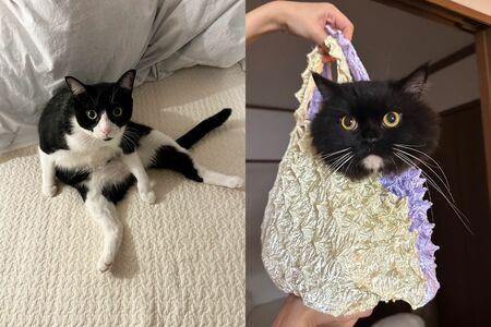 癒しの『猫ぐすり』　画像／飼い主提供